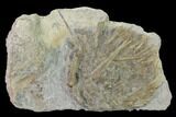 Fossil Echinoid (Archaeocidaris) - Missouri #162648-1